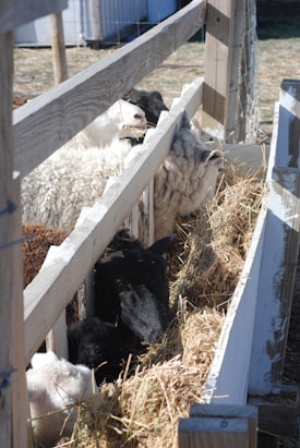 Several sheep are feeding on hay inside a wooden enclosure. The fence has horizontal wooden planks, and the sheep's wool is visible through the gaps. The environment appears to be rural with some visible grass and structures in the background.
