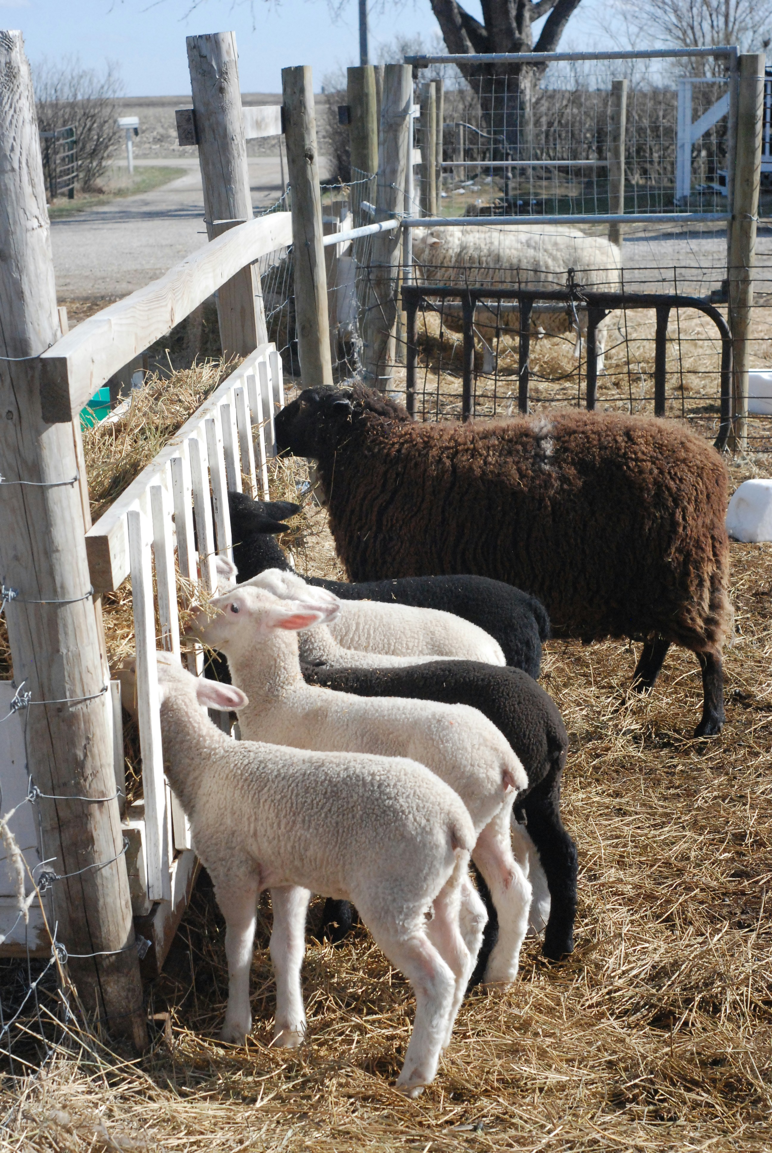 a herd of sheep standing on top of a dry grass field