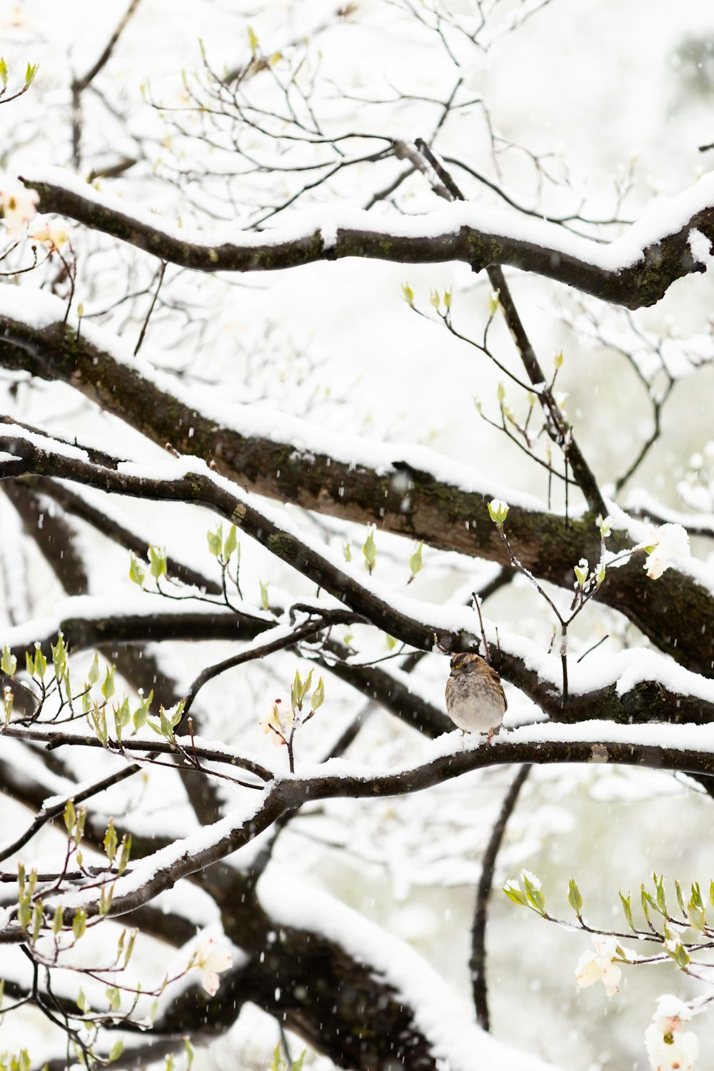 a bird perched on a tree branch in the snow