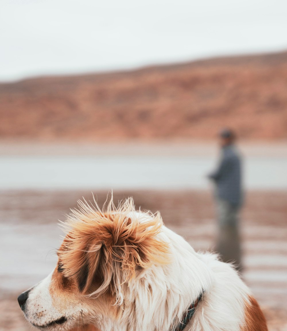 a brown and white dog sitting on top of a sandy beach