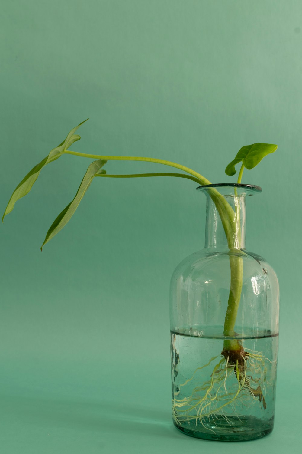 a plant in a glass vase with water