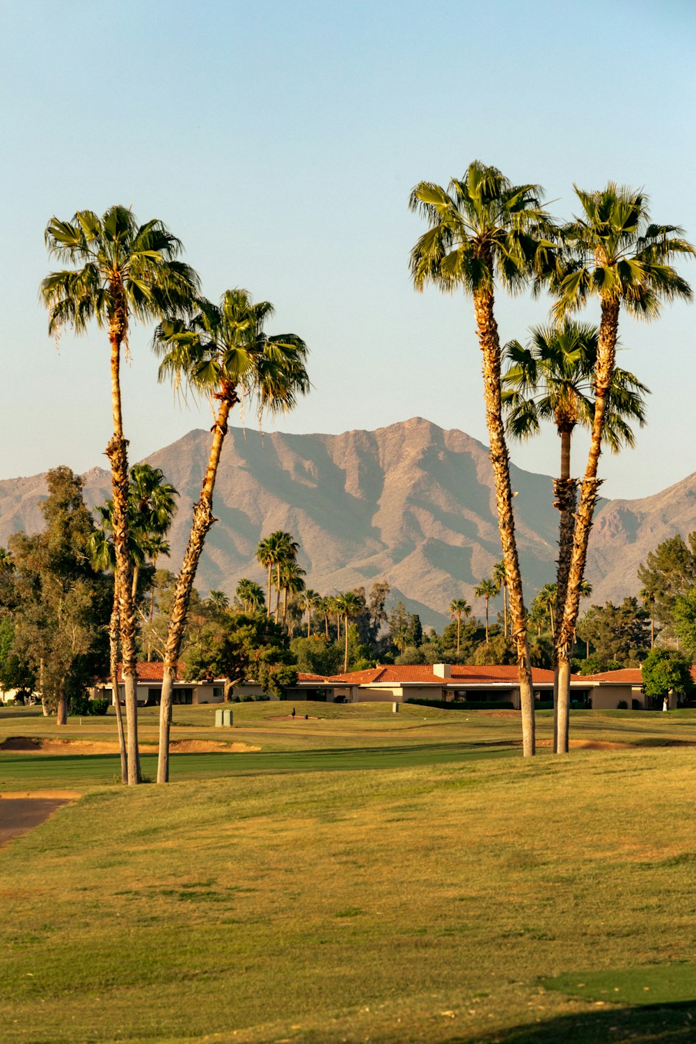 a couple of palm trees that are in the grass