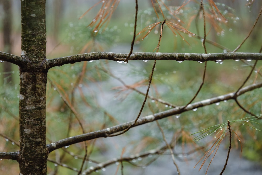 a tree branch with drops of water on it