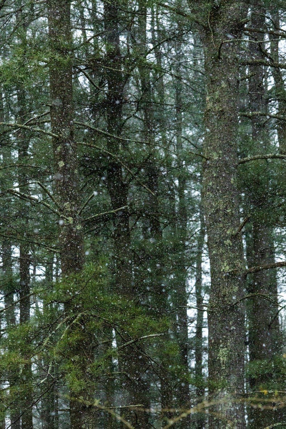 Un bosque lleno de muchos árboles cubiertos de nieve