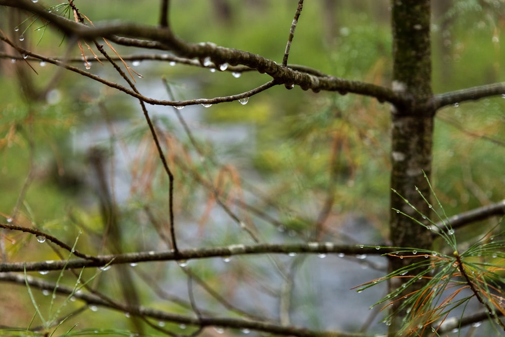 a bird perched on a tree branch in the rain