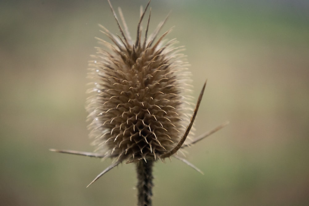 Un primer plano de una flor en una planta