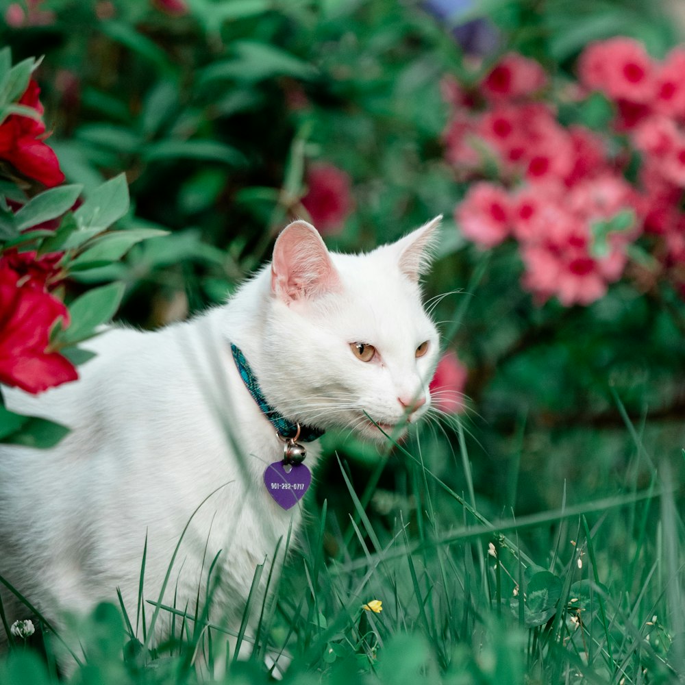 a white cat with a purple tag in a field of flowers