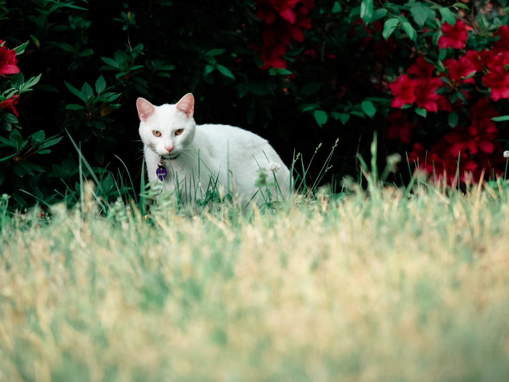 a white cat is sitting in the grass