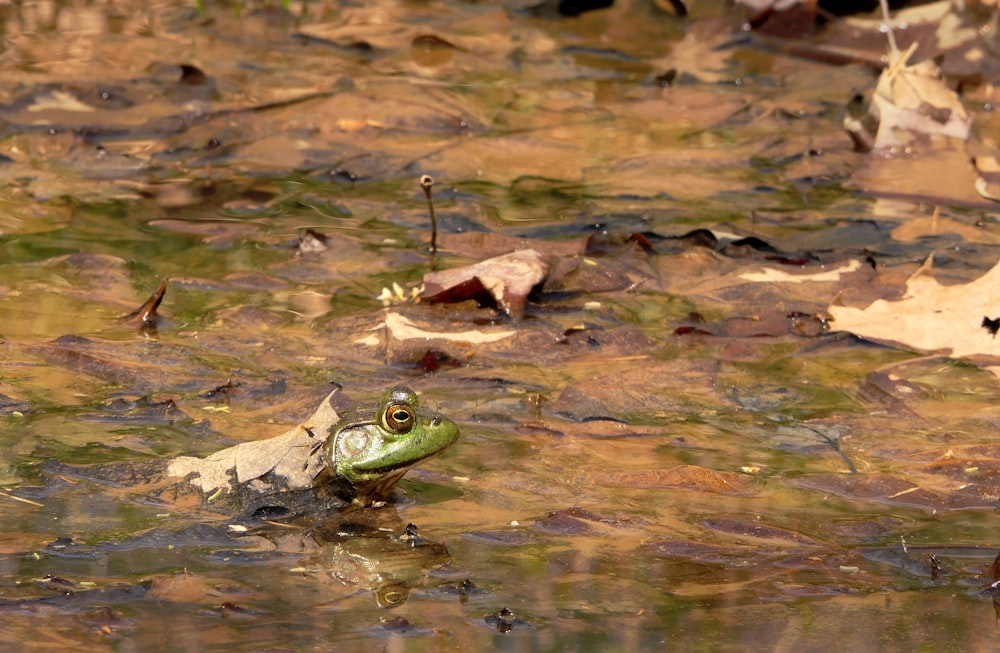 a frog is sitting in the water and looking at the camera
