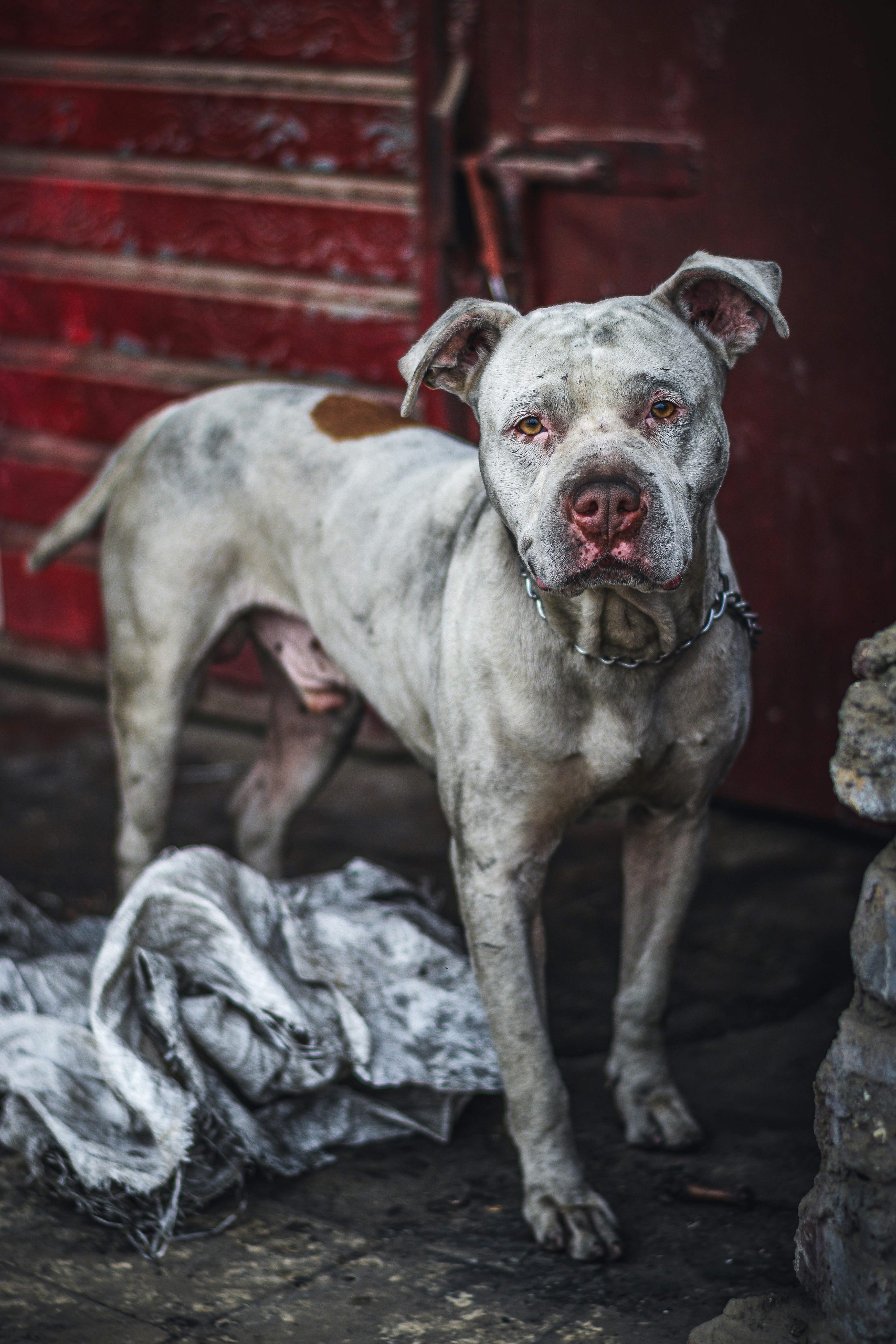 a white dog standing next to a pile of clothes
