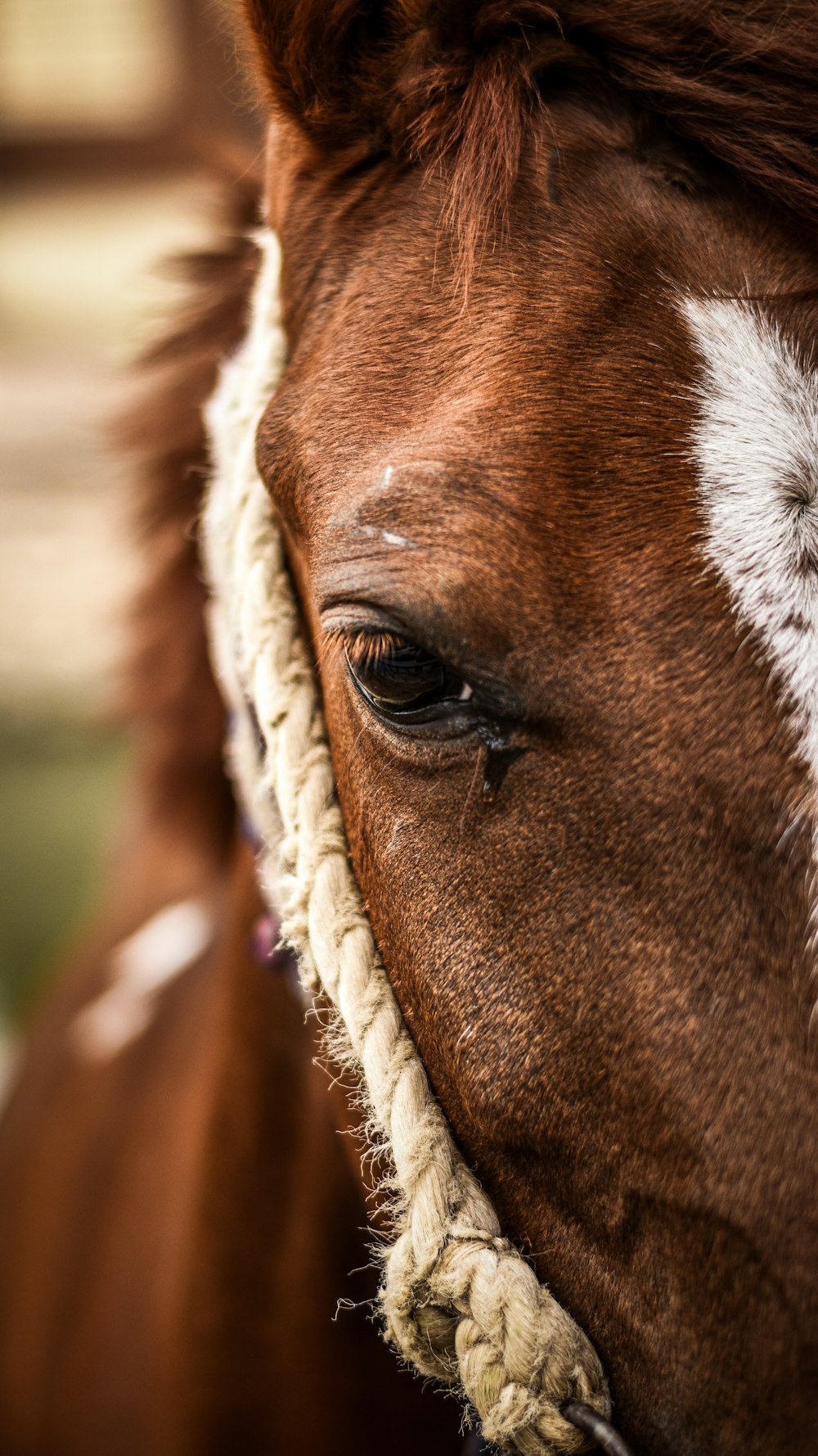 a close up of a brown horse with a white stripe on it's face