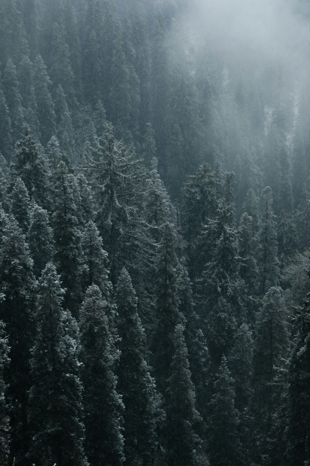 a forest filled with lots of trees covered in snow