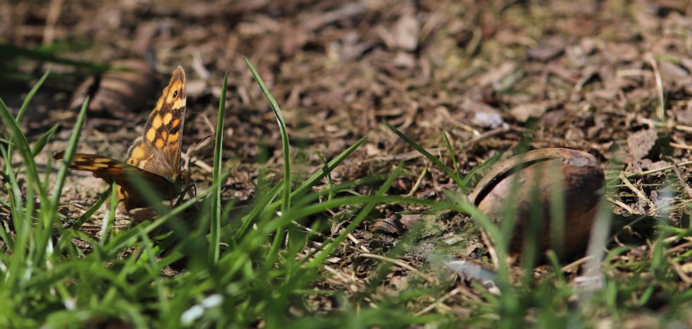 a small yellow butterfly sitting on the ground