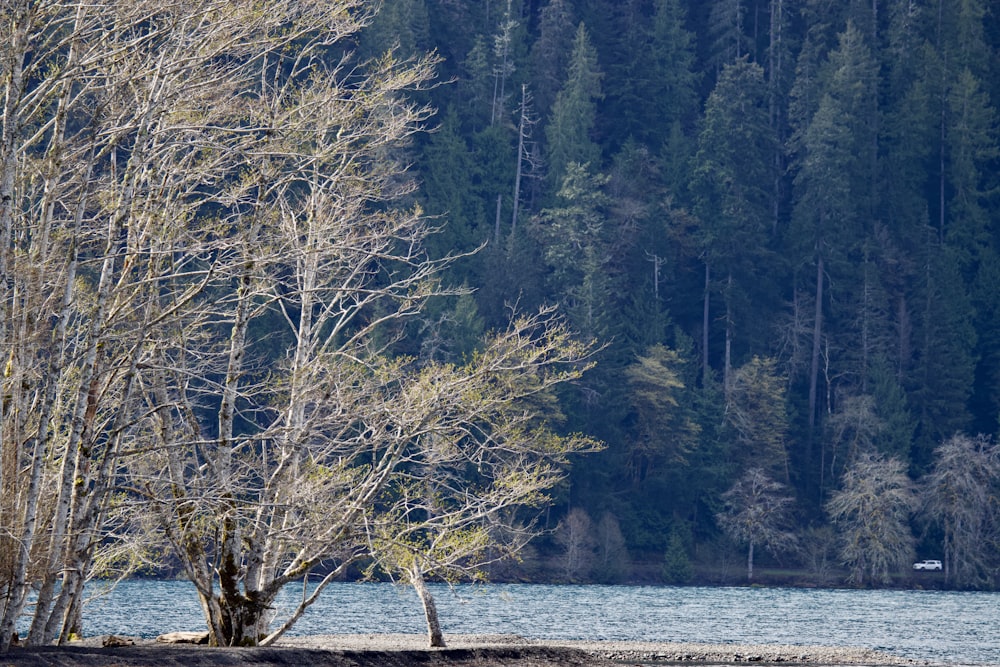 a lone boat on a lake surrounded by trees