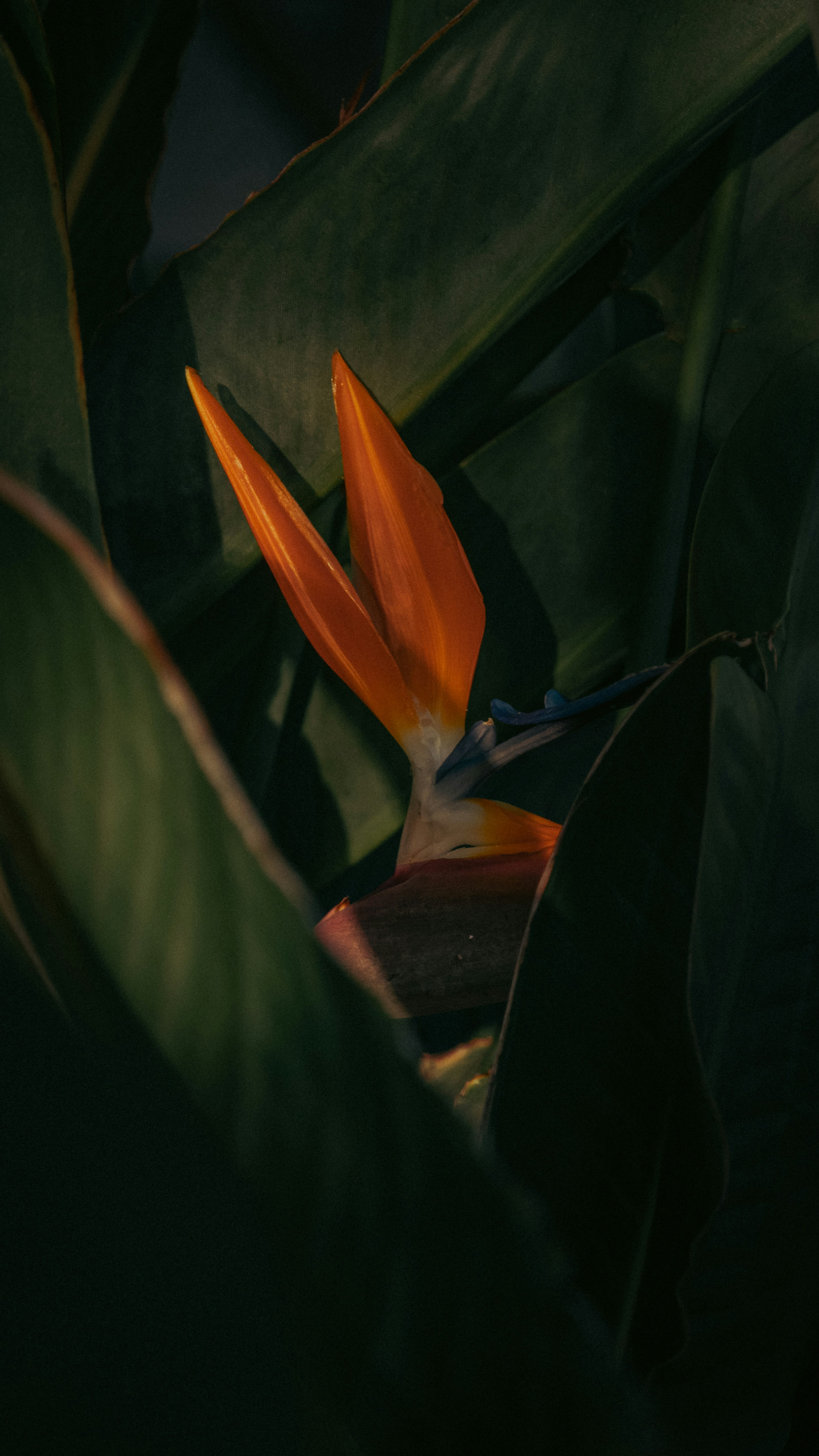 Photo by kalaniparker