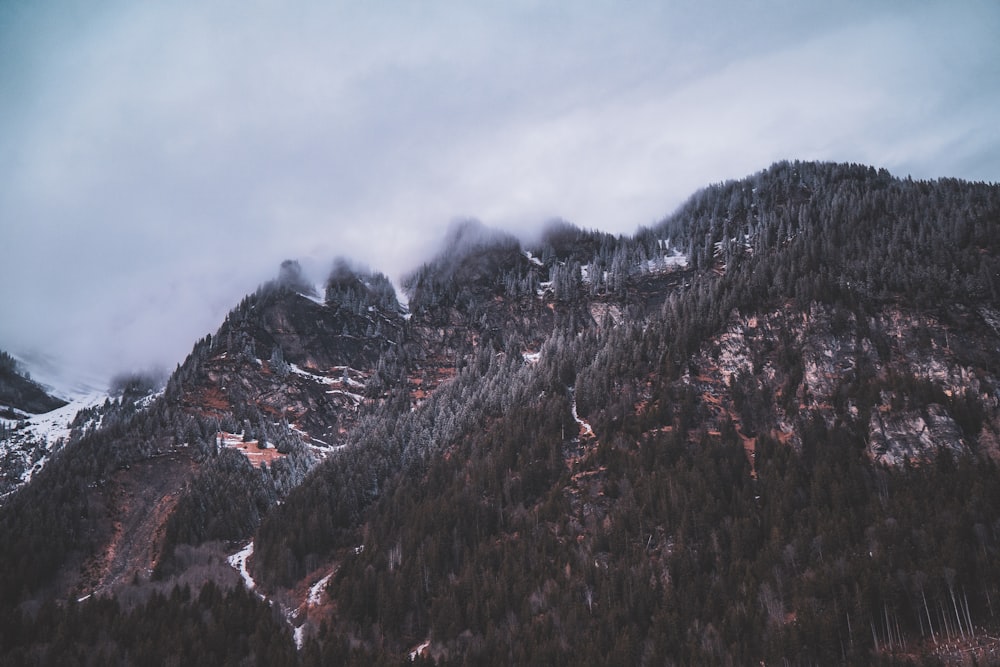 a mountain covered in snow next to a forest