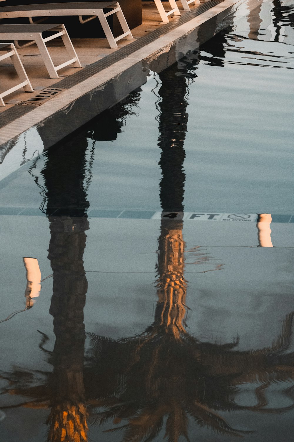 the reflection of a palm tree in the water