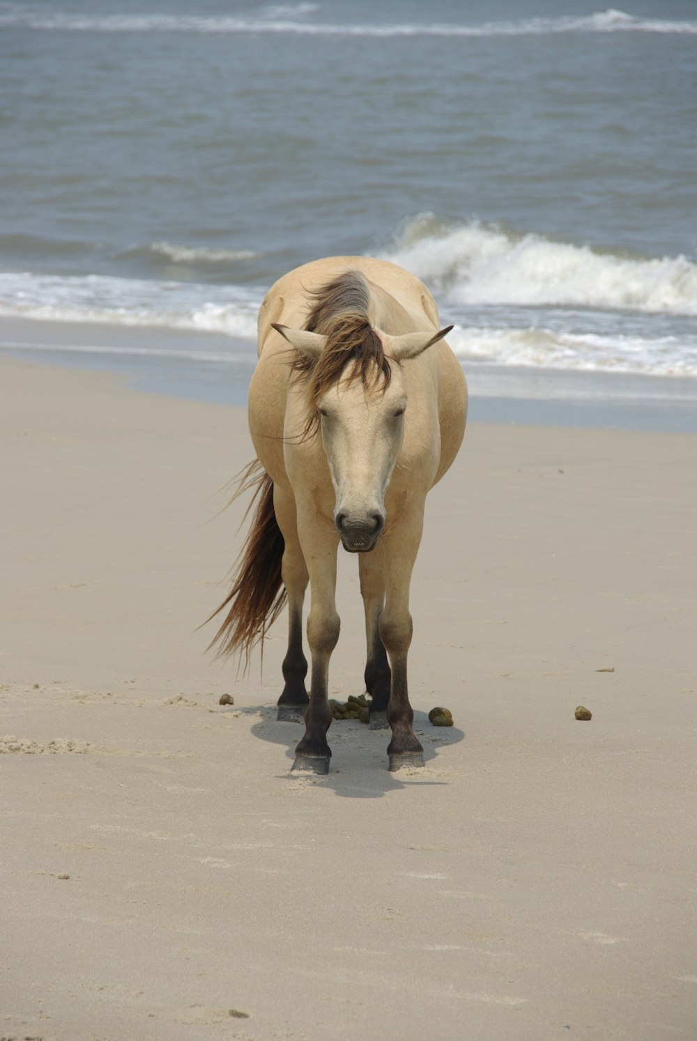 Un cavallo che cammina su una spiaggia vicino all'oceano