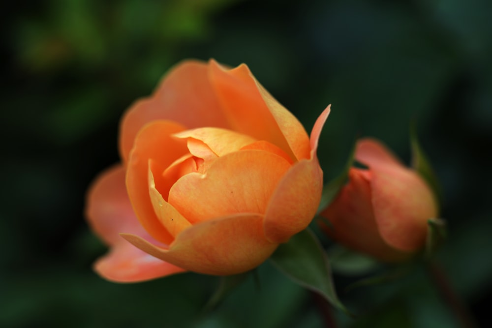 a close up of a single orange rose