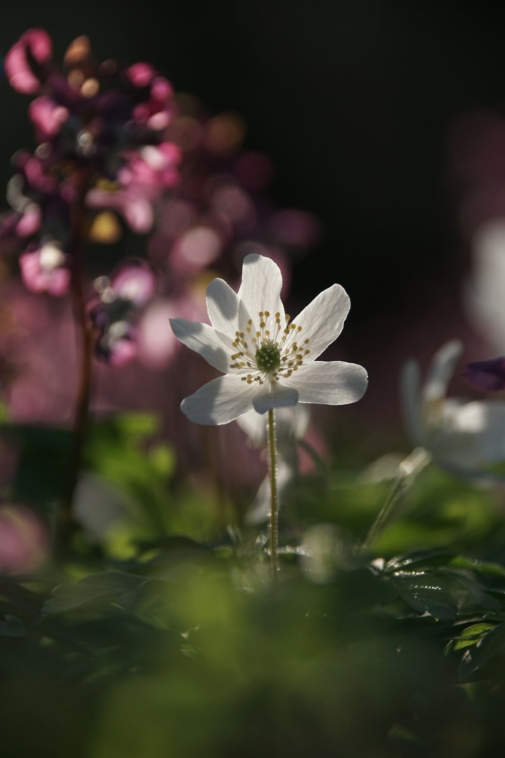 a close up of a white flower with pink flowers in the background