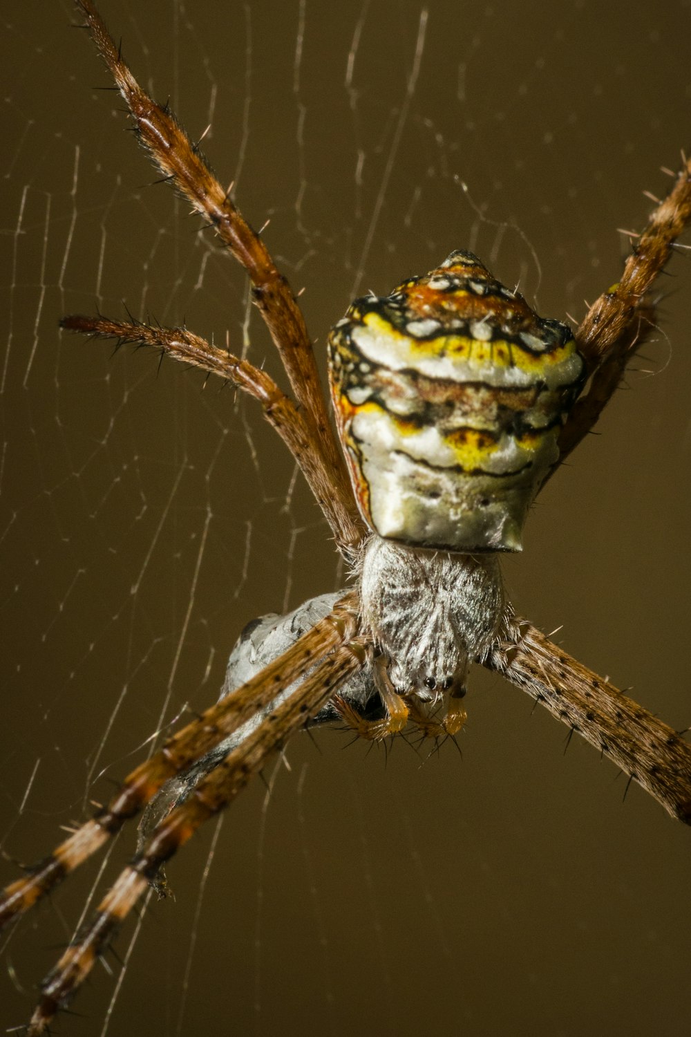 a close up of a spider on a web