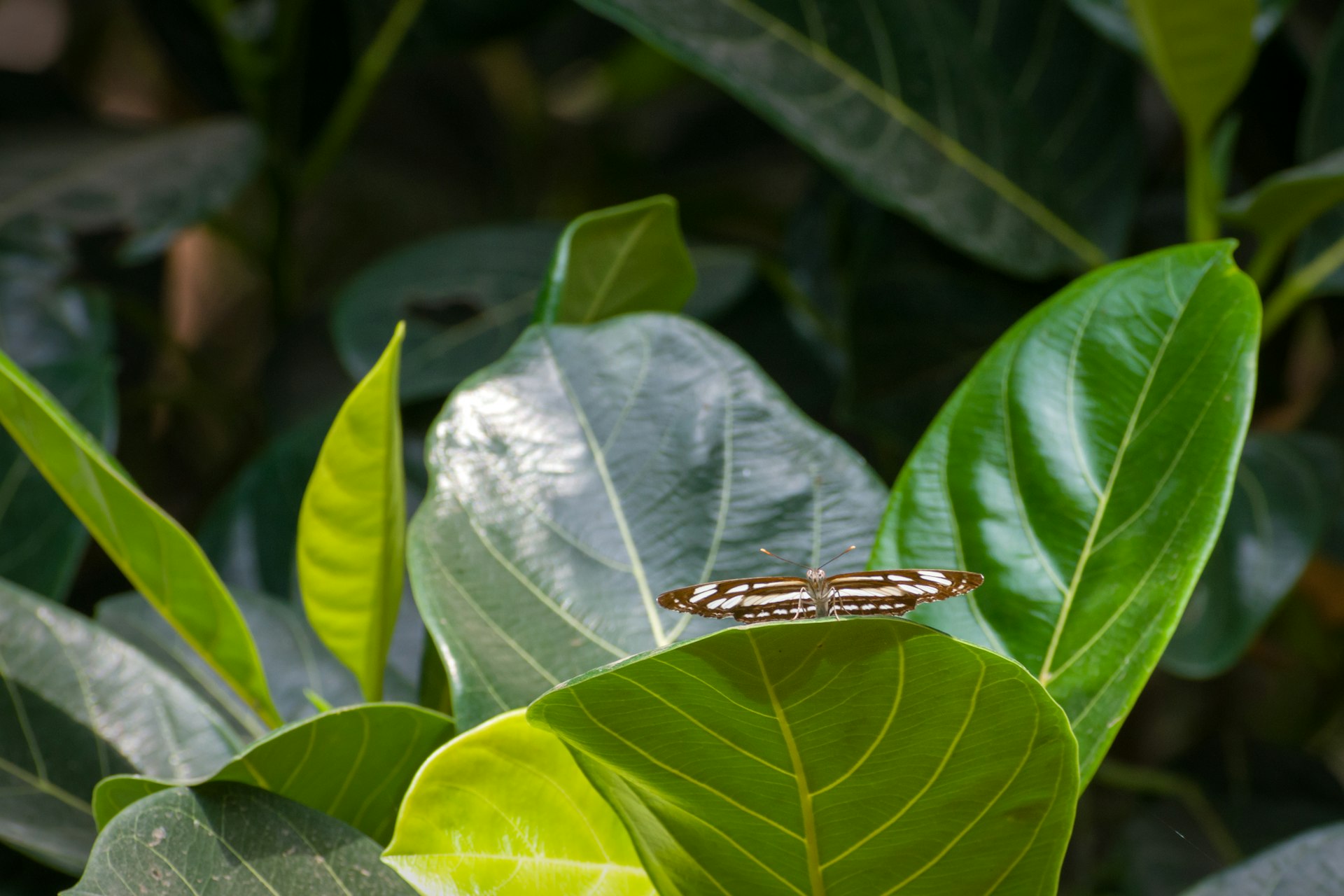 a butterfly sitting on top of a green leaf