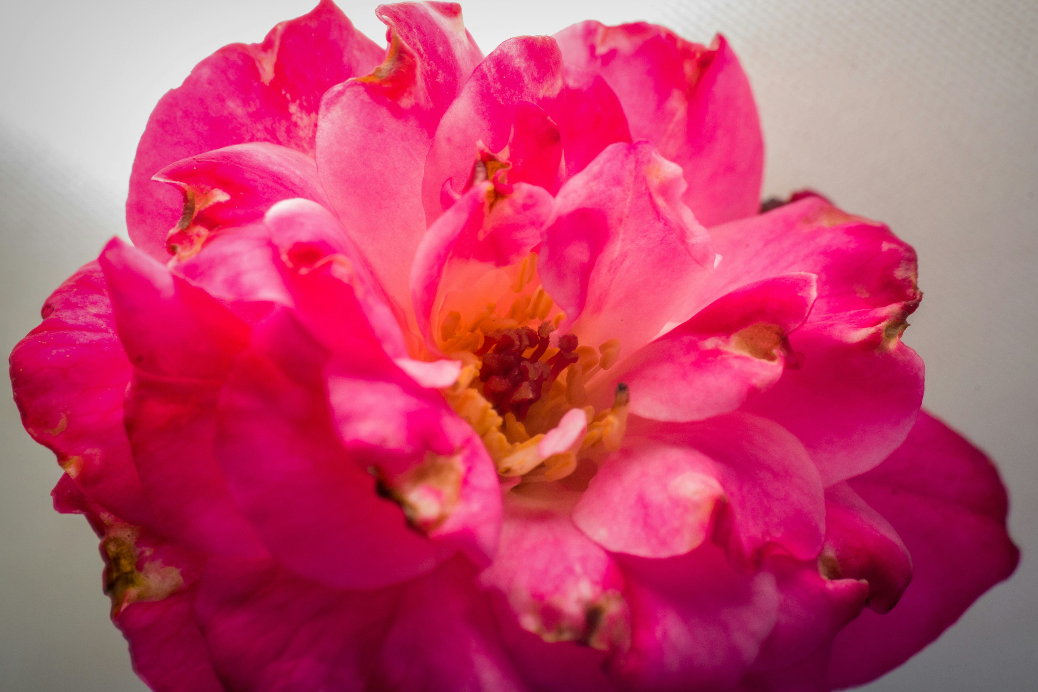 Photo by sonika_agarwal