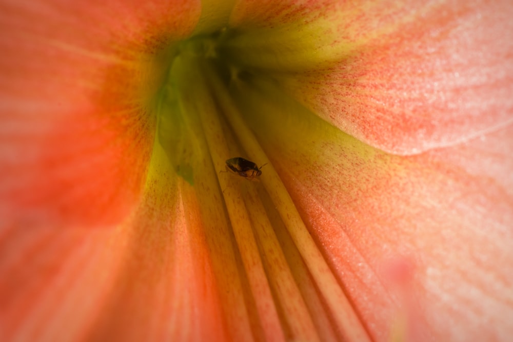 um close up de uma flor com uma joaninha sobre ele