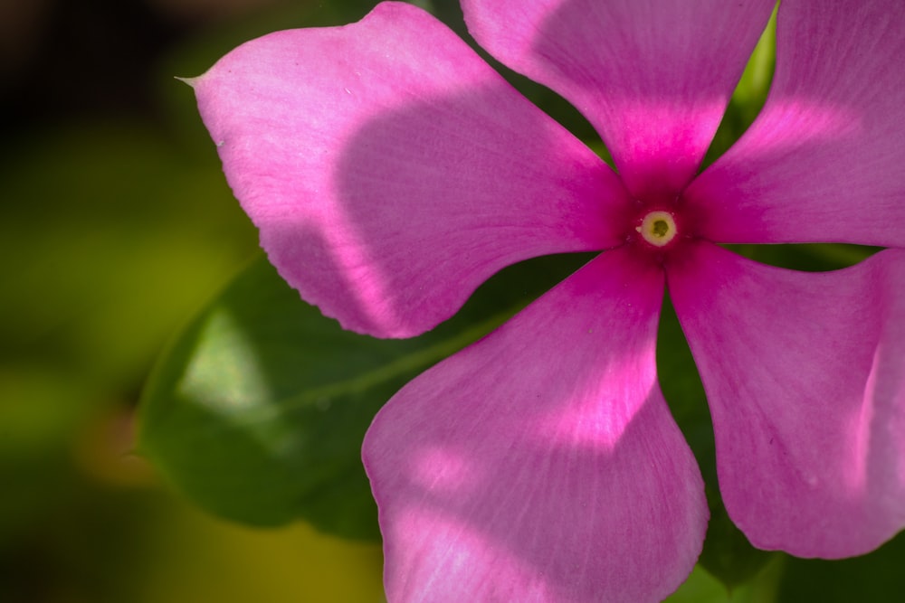 a close up of a pink flower with green leaves