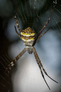 a close up of a spider on a web