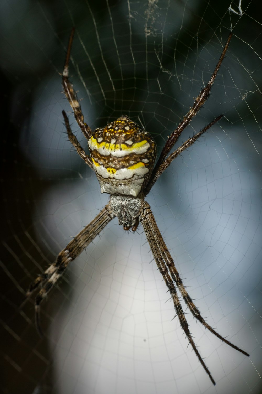 a close up of a spider on a web