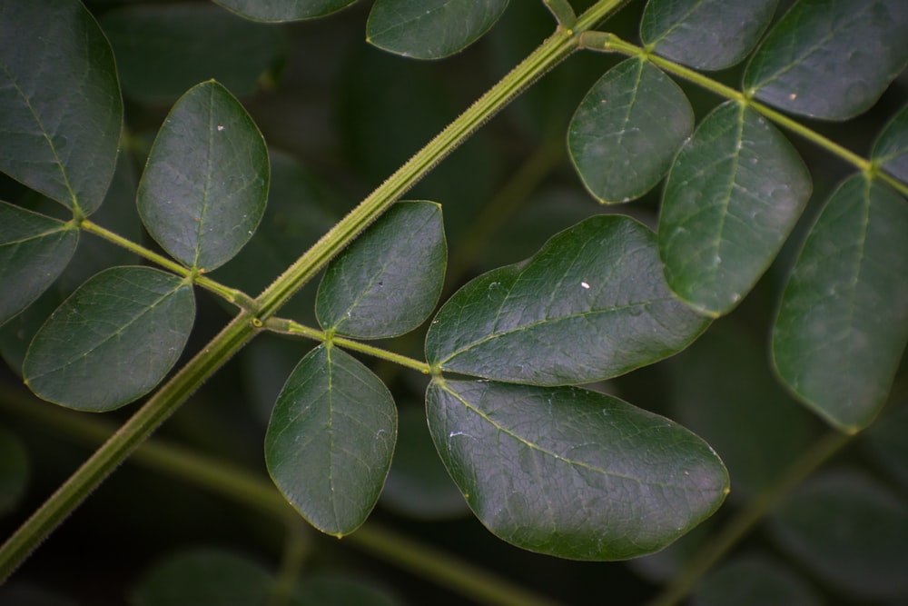 a close up of a green plant with leaves