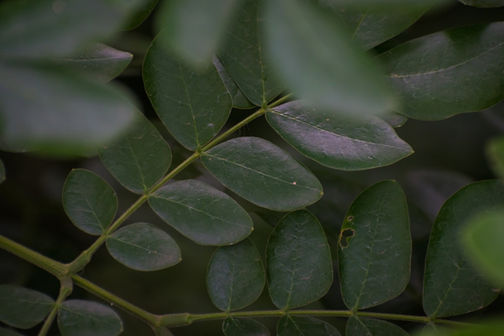 a close up of a green leafy plant