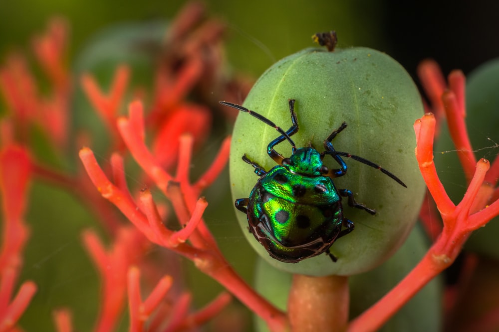Un insecto verde sentado encima de una flor