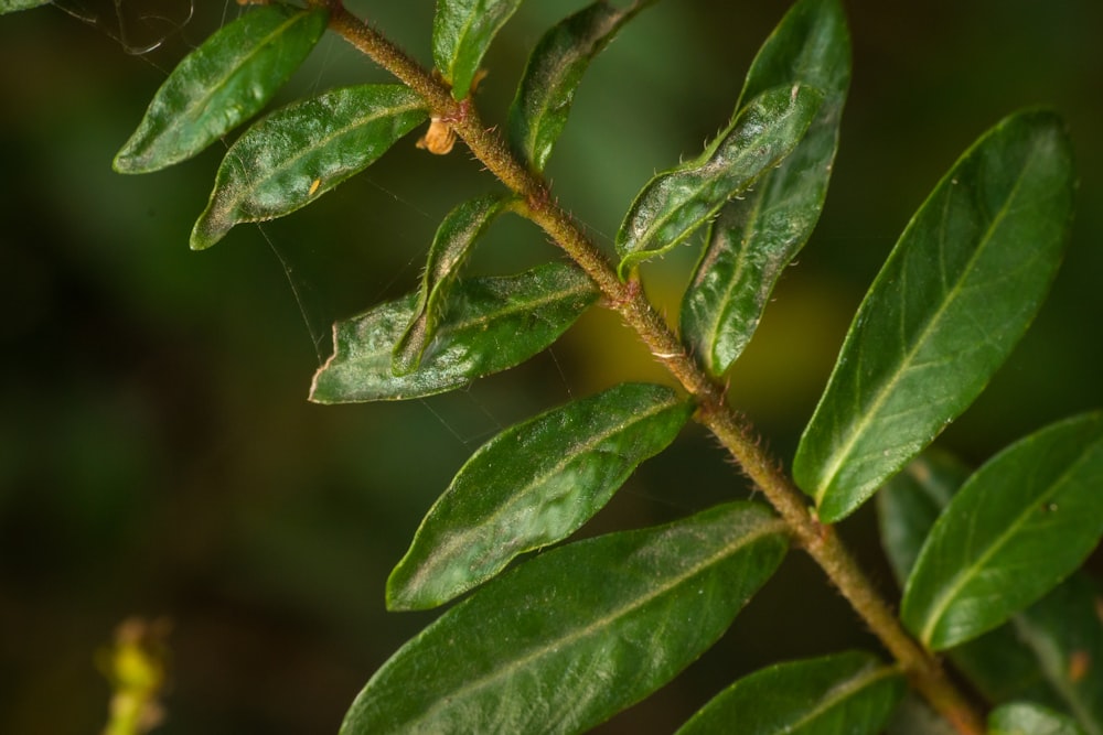 a close up of a leaf on a tree