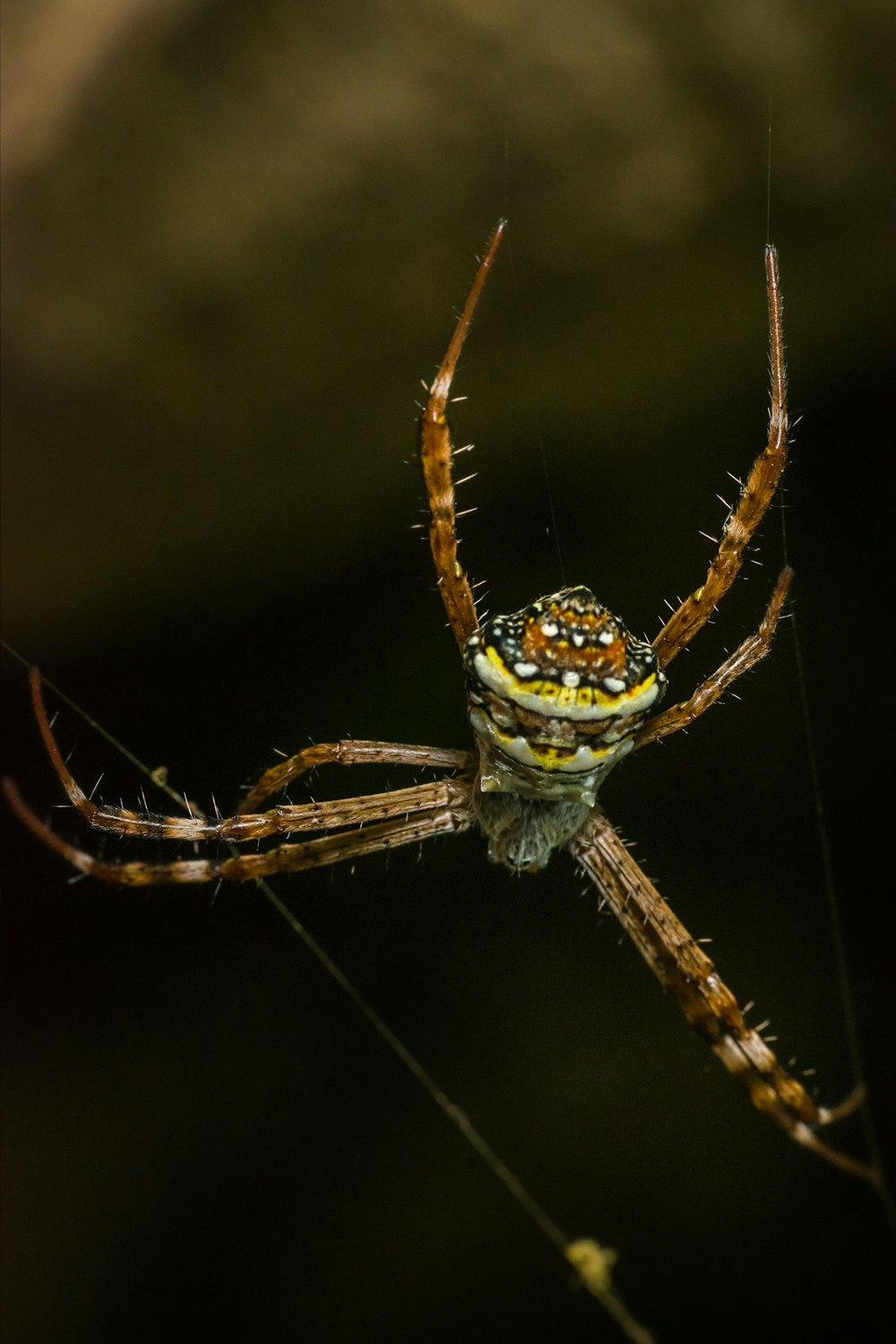 a close up of a spider on a web