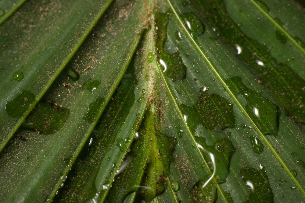 물방울이 달린 녹색 잎