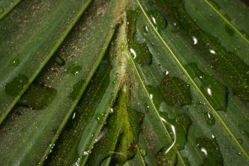 a green leaf with drops of water on it