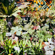 Brightly colored macetas artesanales arranged with lush green plants, showcasing craftsmanship and nature.