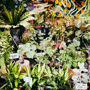 A close-up of vibrant, unusual plants and seeds arranged artfully in rustic pots at The Rare Harvest nursery.