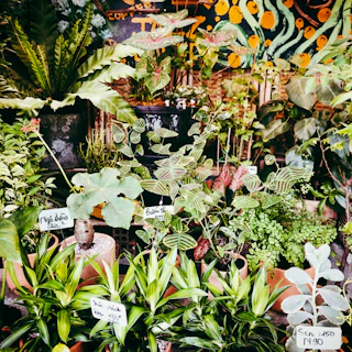 Brightly colored macetas artesanales arranged with lush green plants, showcasing craftsmanship and nature.