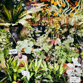 A collection of decorative planters with vibrant plants displayed in a bright, airy setting.