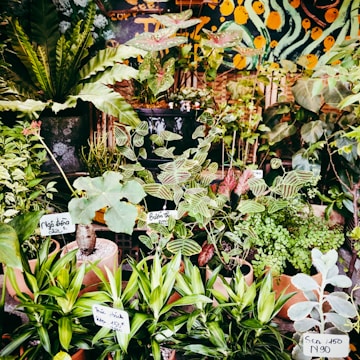 Colorful price tags showing decreasing rates against a backdrop of tropical leaves.