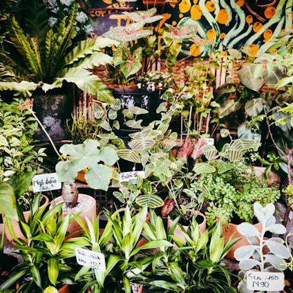 A vibrant display of various palm and plant seeds.
