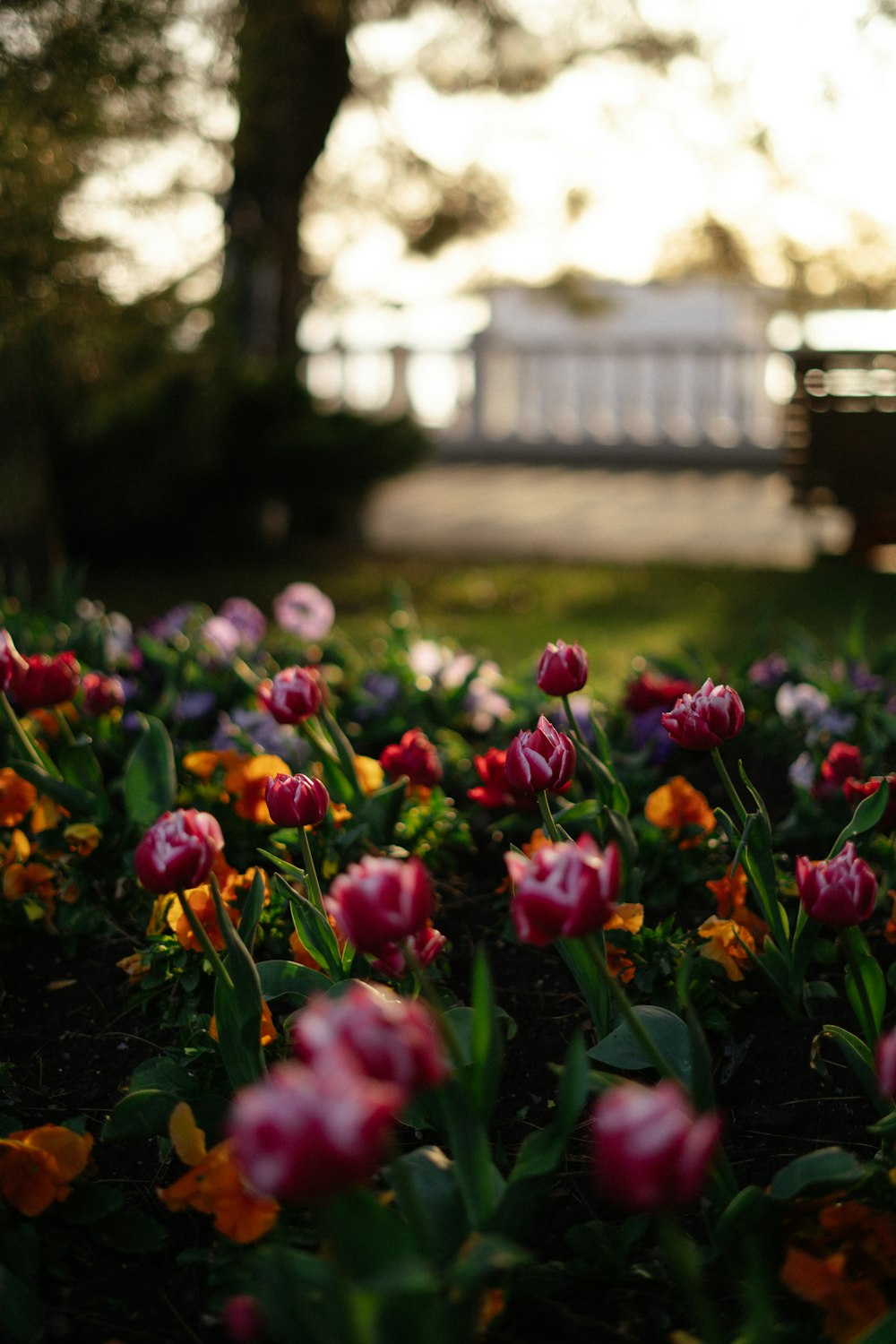 a bunch of flowers that are in the grass