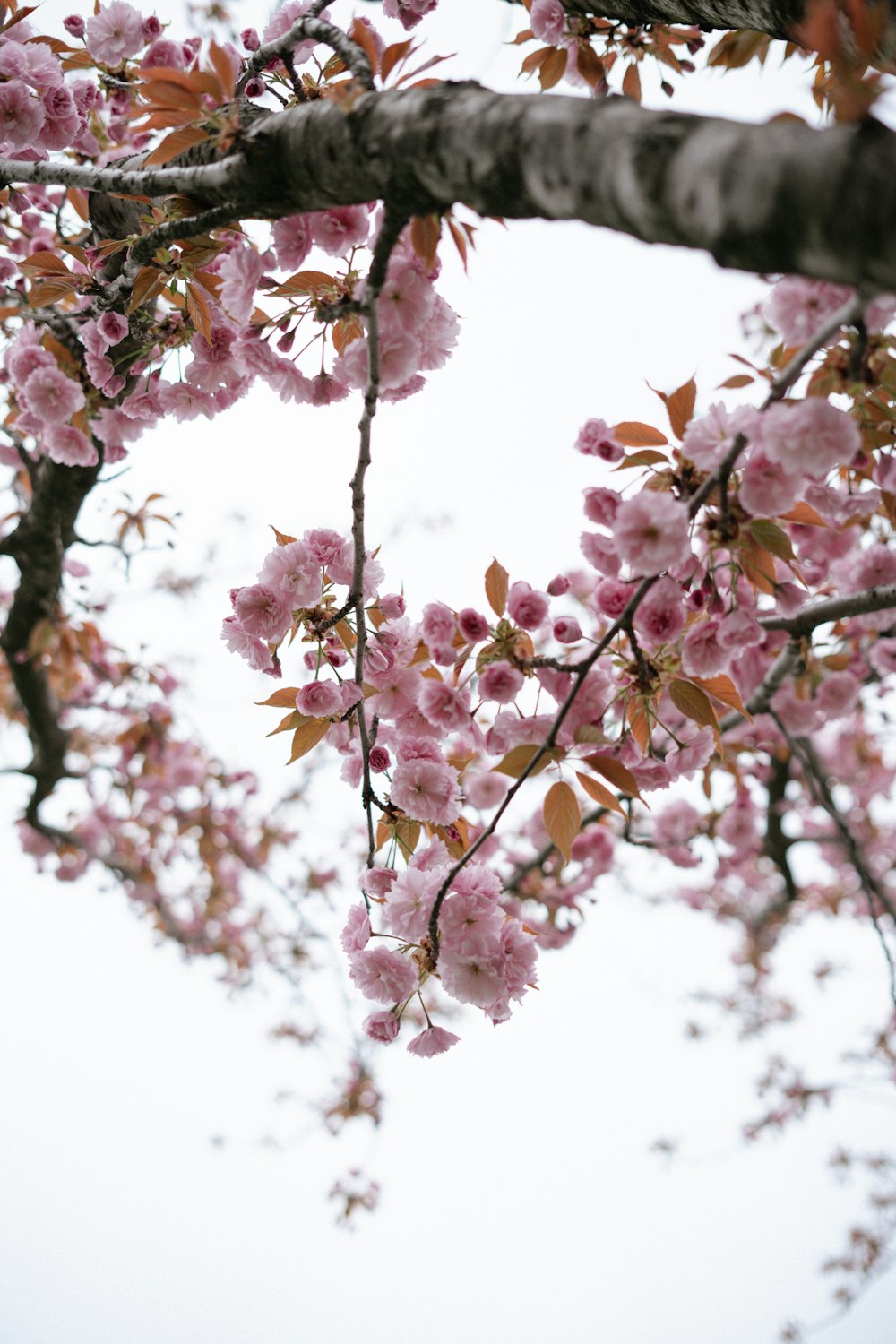 a tree with lots of pink flowers on it