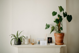 A minimalistic shelf adorned with houseplants and decorative items. On the left, a small dark pot holds a green plant with long, slender leaves. Next to it, a small white watering can and a neutral-colored candle in a holder. A plant with large, heart-shaped leaves grows in a terracotta pot, dominating the right side. Various decorative items and cards are arranged neatly, contributing to a simple yet elegant aesthetic.