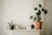 A minimalistic shelf adorned with houseplants and decorative items. On the left, a small dark pot holds a green plant with long, slender leaves. Next to it, a small white watering can and a neutral-colored candle in a holder. A plant with large, heart-shaped leaves grows in a terracotta pot, dominating the right side. Various decorative items and cards are arranged neatly, contributing to a simple yet elegant aesthetic.