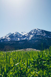 A serene view of Fairy Meadows with lush green grass and towering mountains under a clear blue sky.