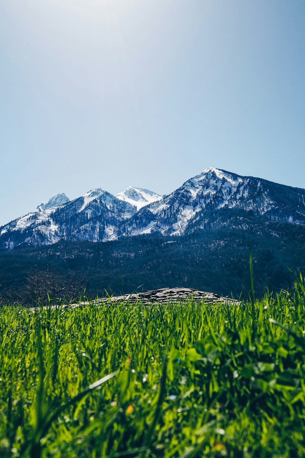 a grassy field with mountains in the background